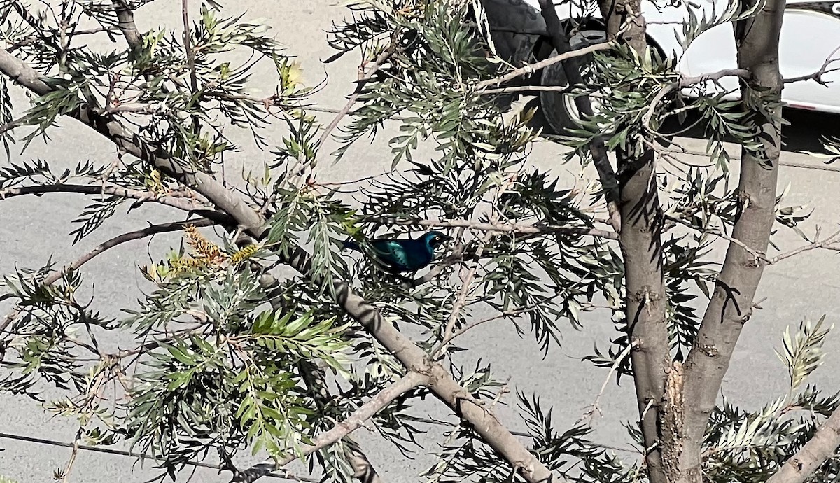Greater Blue-eared Starling - ML620053267