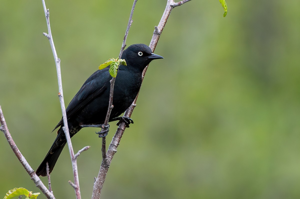 Rusty Blackbird - ML620053273