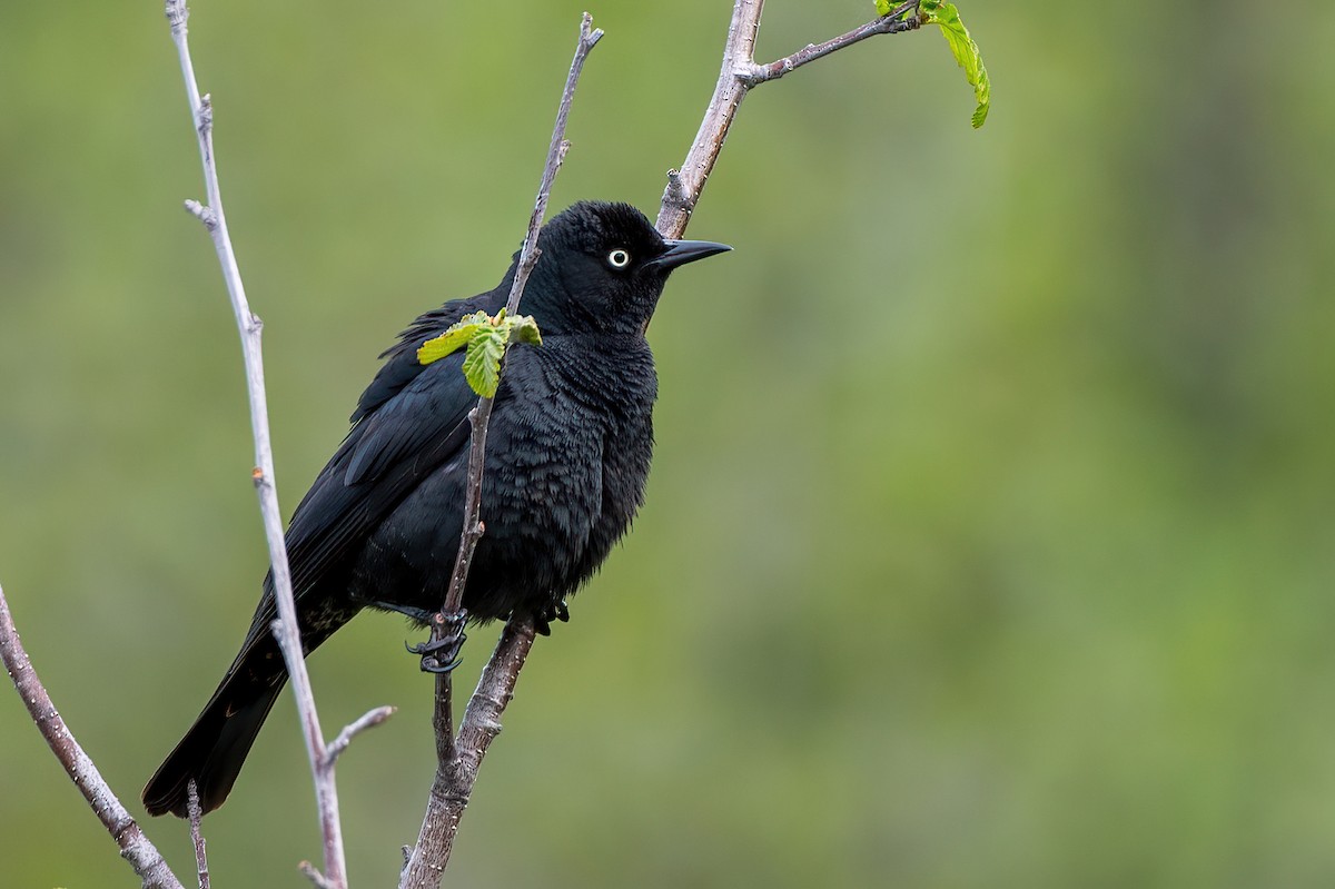 Rusty Blackbird - ML620053274