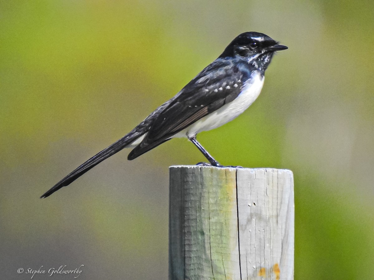 Willie-wagtail - ML620053300