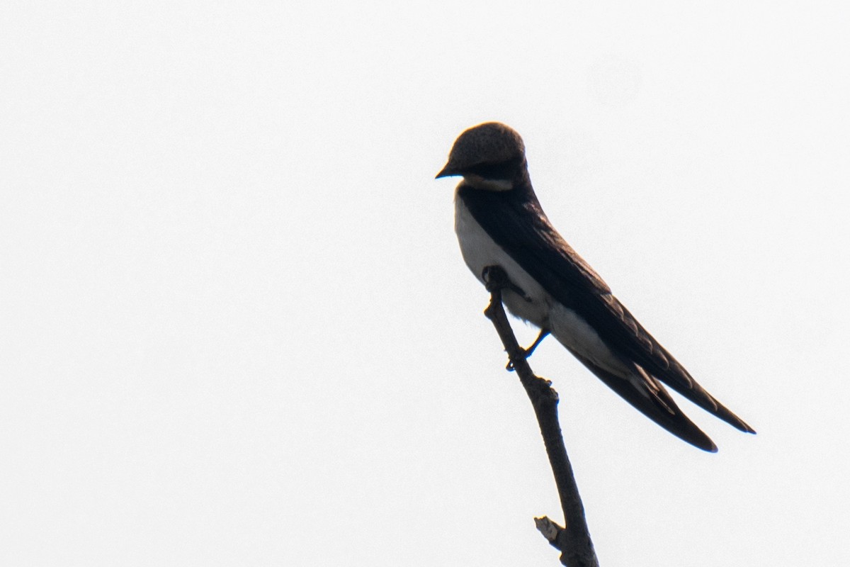 Red-rumped Swallow - ML620053306