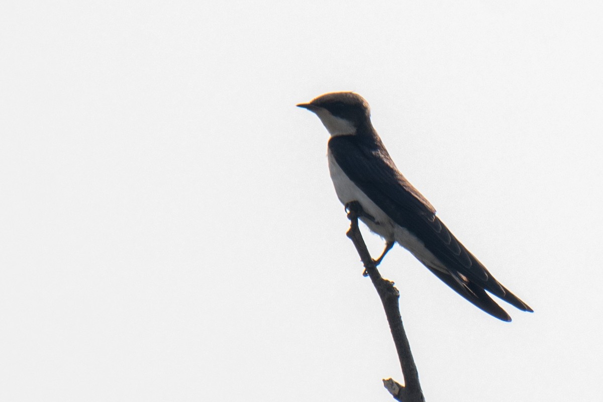 Red-rumped Swallow - ML620053307