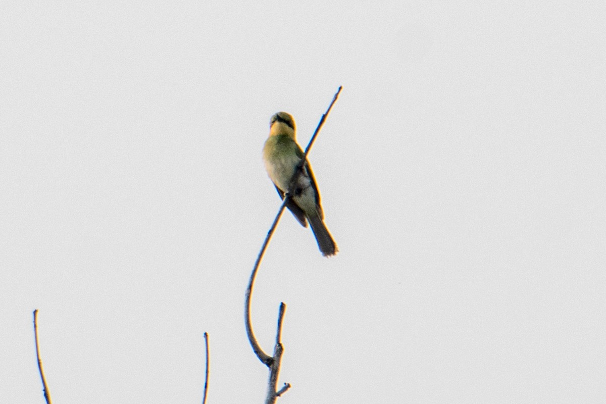 Asian Green Bee-eater - ML620053338