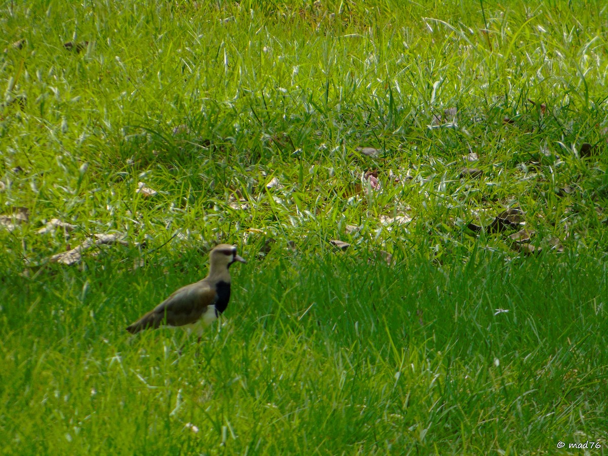 Southern Lapwing - ML620053374