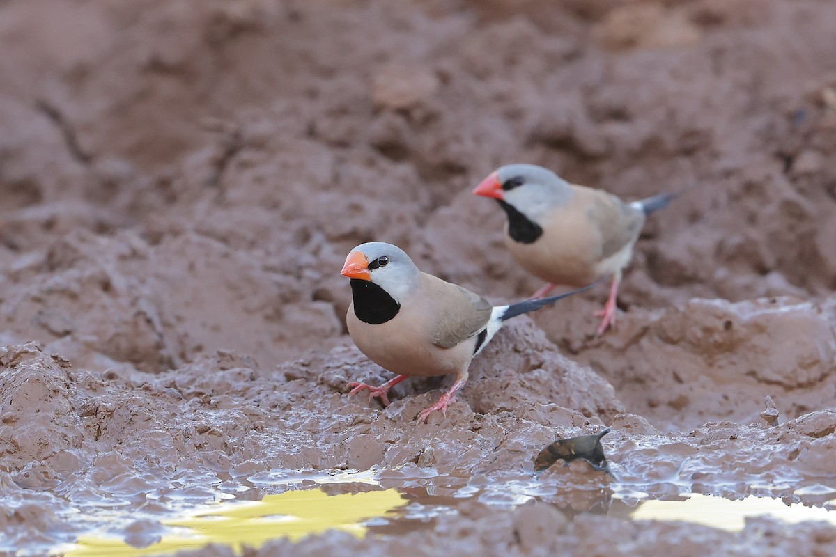 Long-tailed Finch - ML620053376