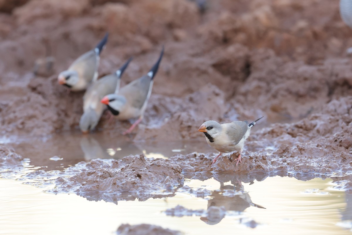 Long-tailed Finch - ML620053377