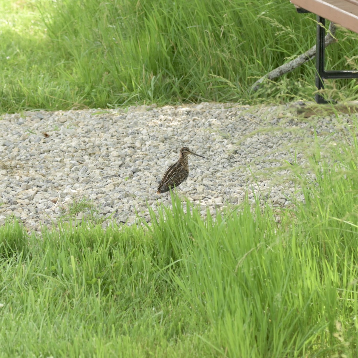 Wilson's Snipe - ML620053387