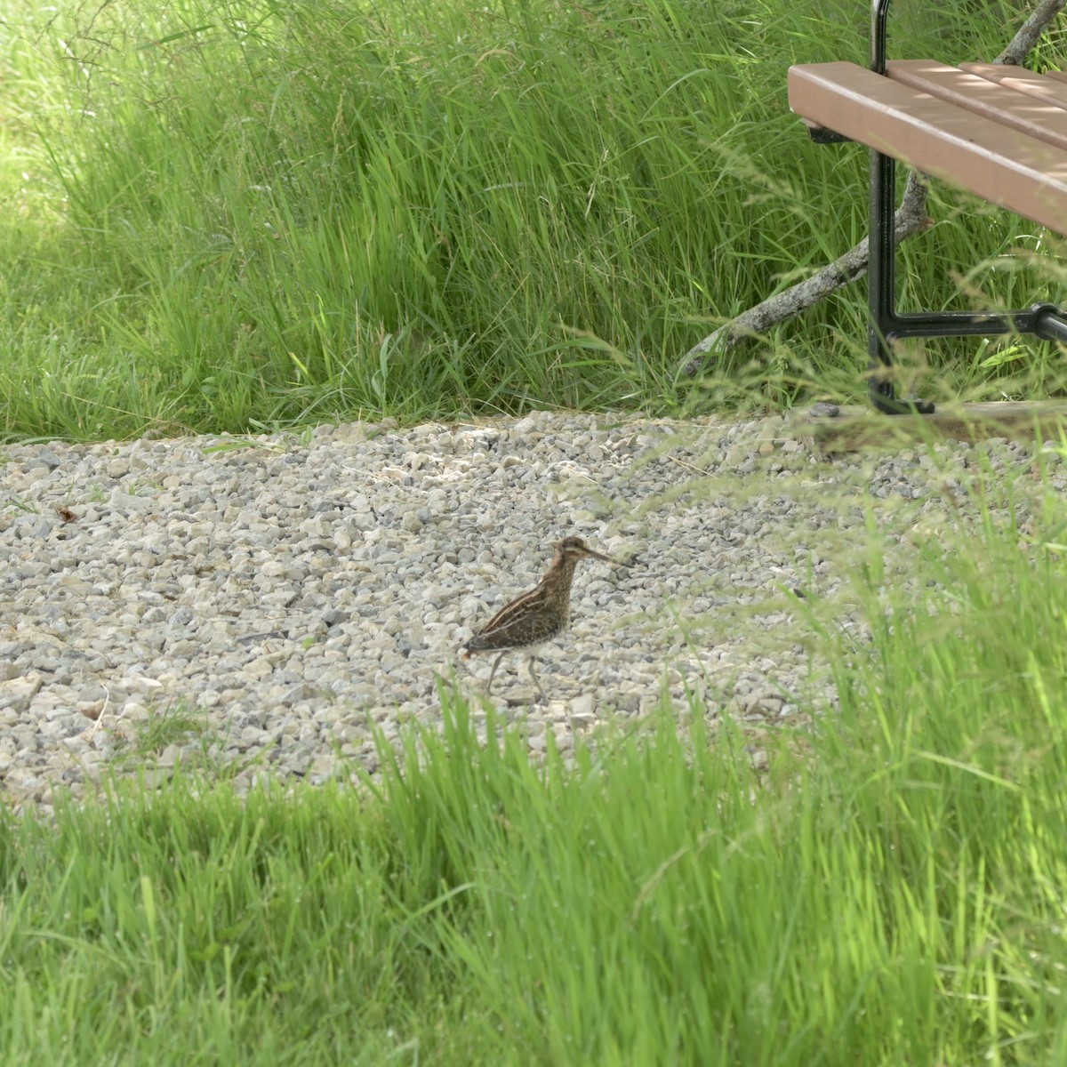 Wilson's Snipe - Justin Riley