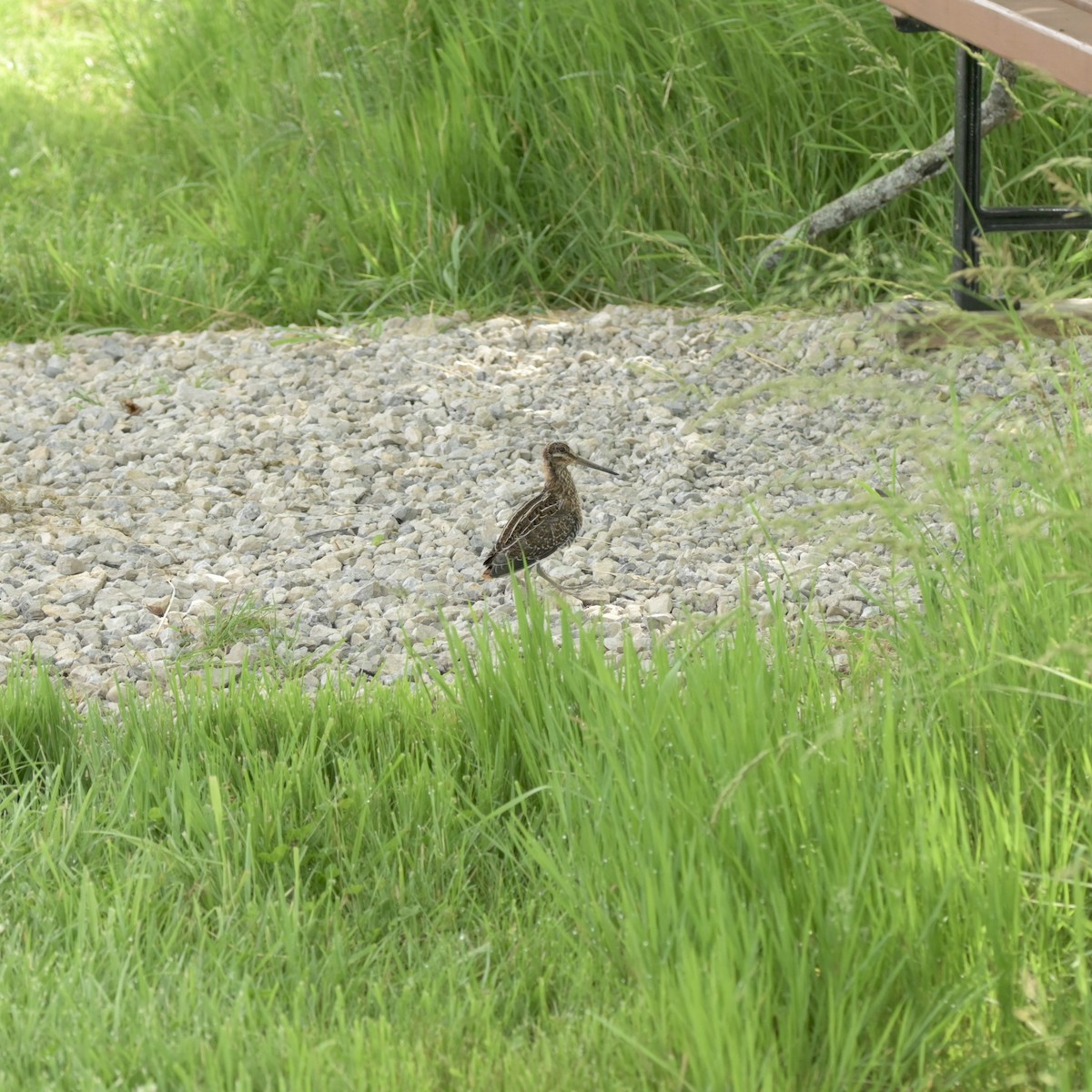 Wilson's Snipe - ML620053389