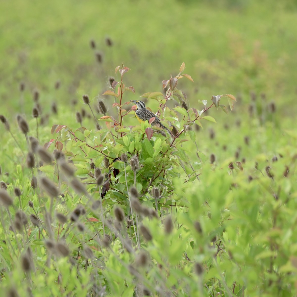 Eastern Meadowlark - ML620053402