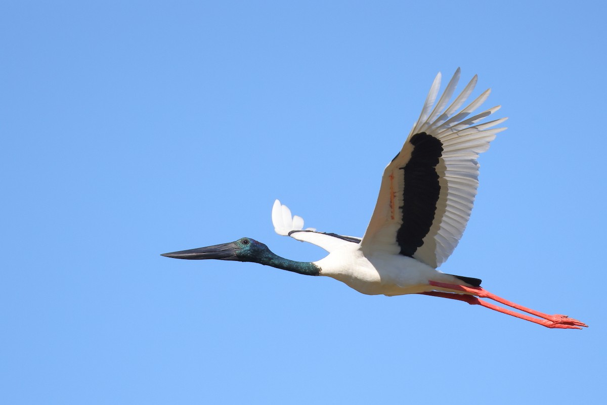 Black-necked Stork - ML620053406