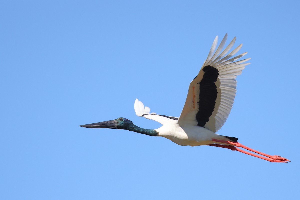 svarthalsstork - ML620053406