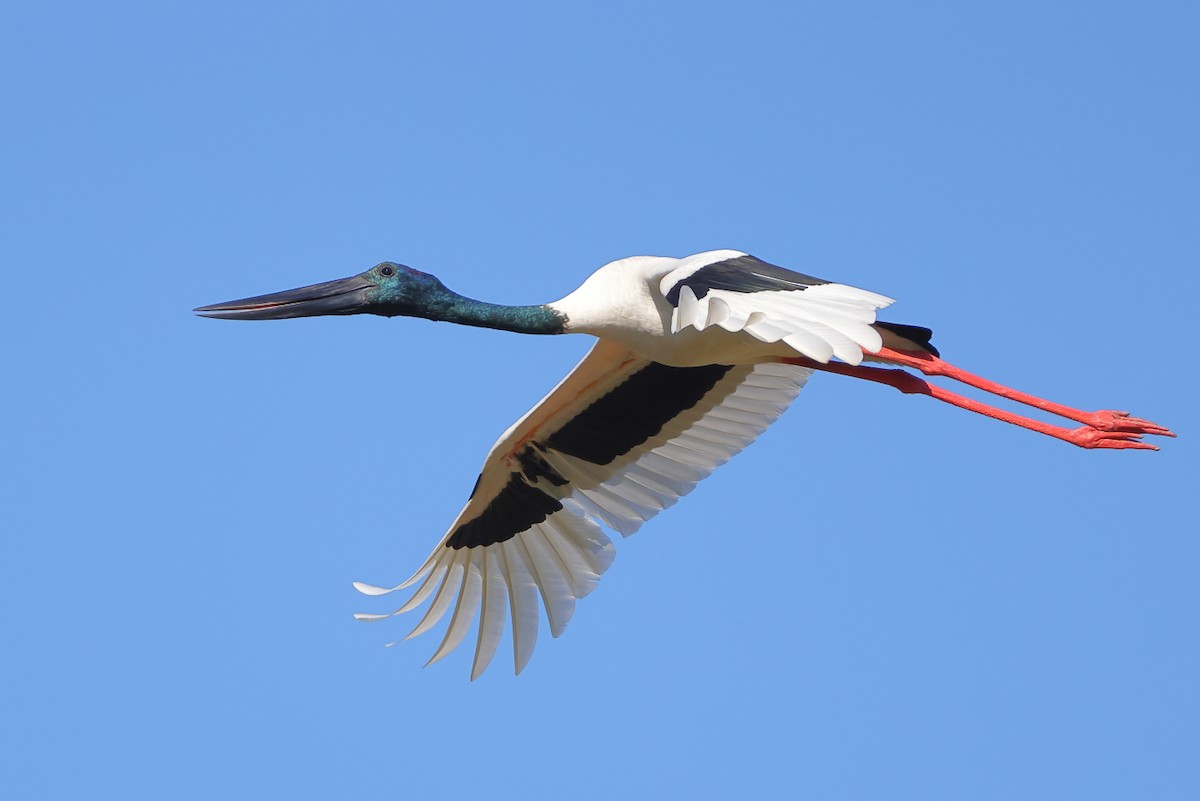 Black-necked Stork - ML620053407