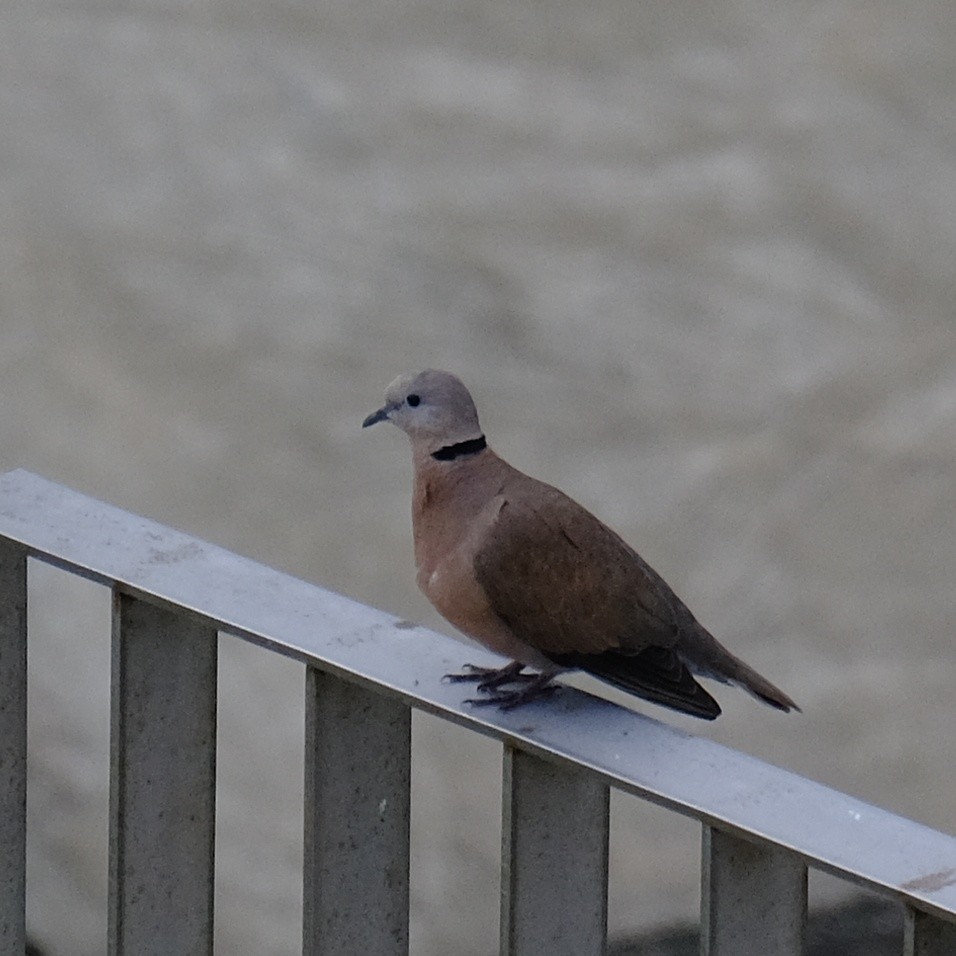 Red Collared-Dove - ML620053455