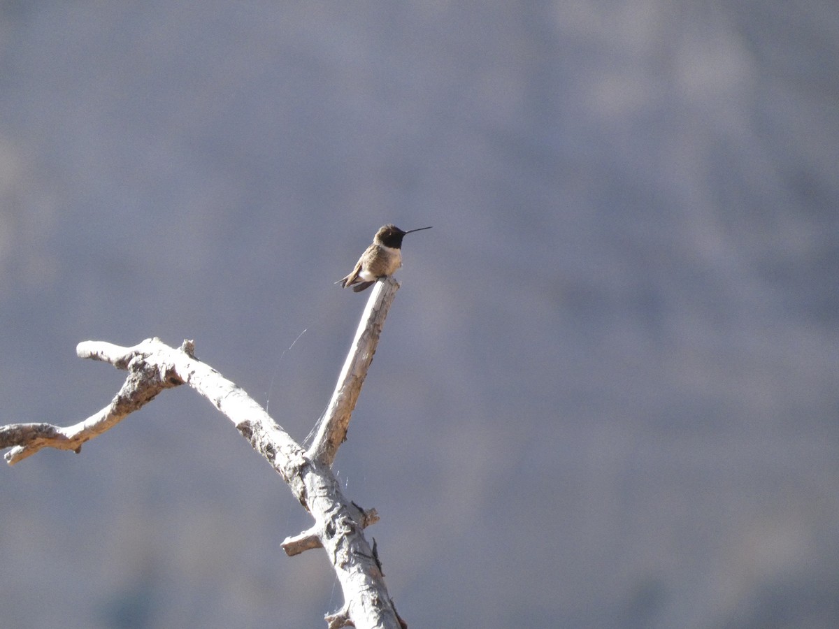 Black-chinned Hummingbird - ML620053462