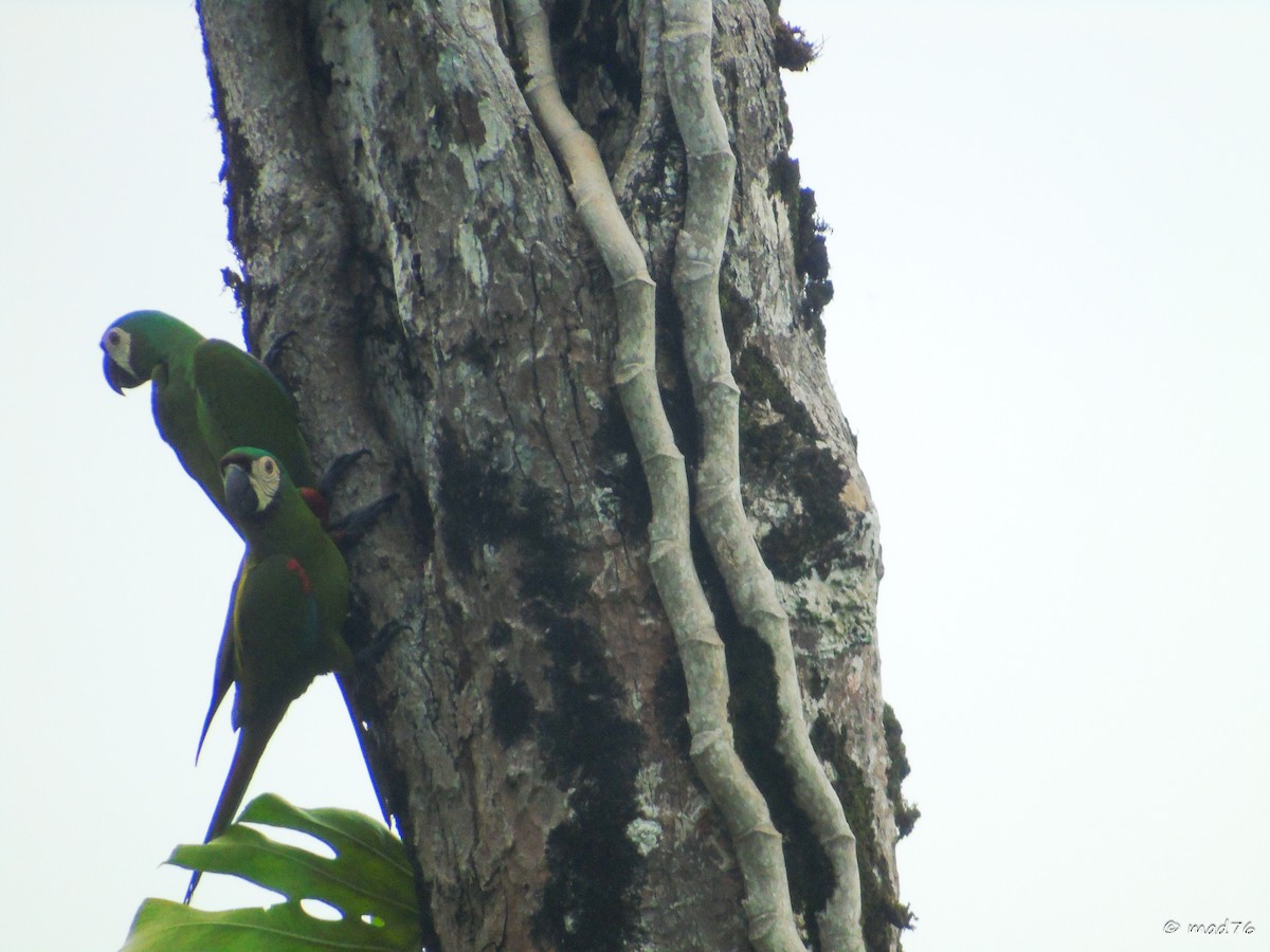 Chestnut-fronted Macaw - ML620053482