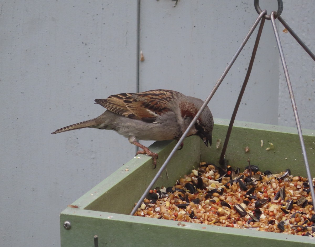 House Sparrow - ML620053494