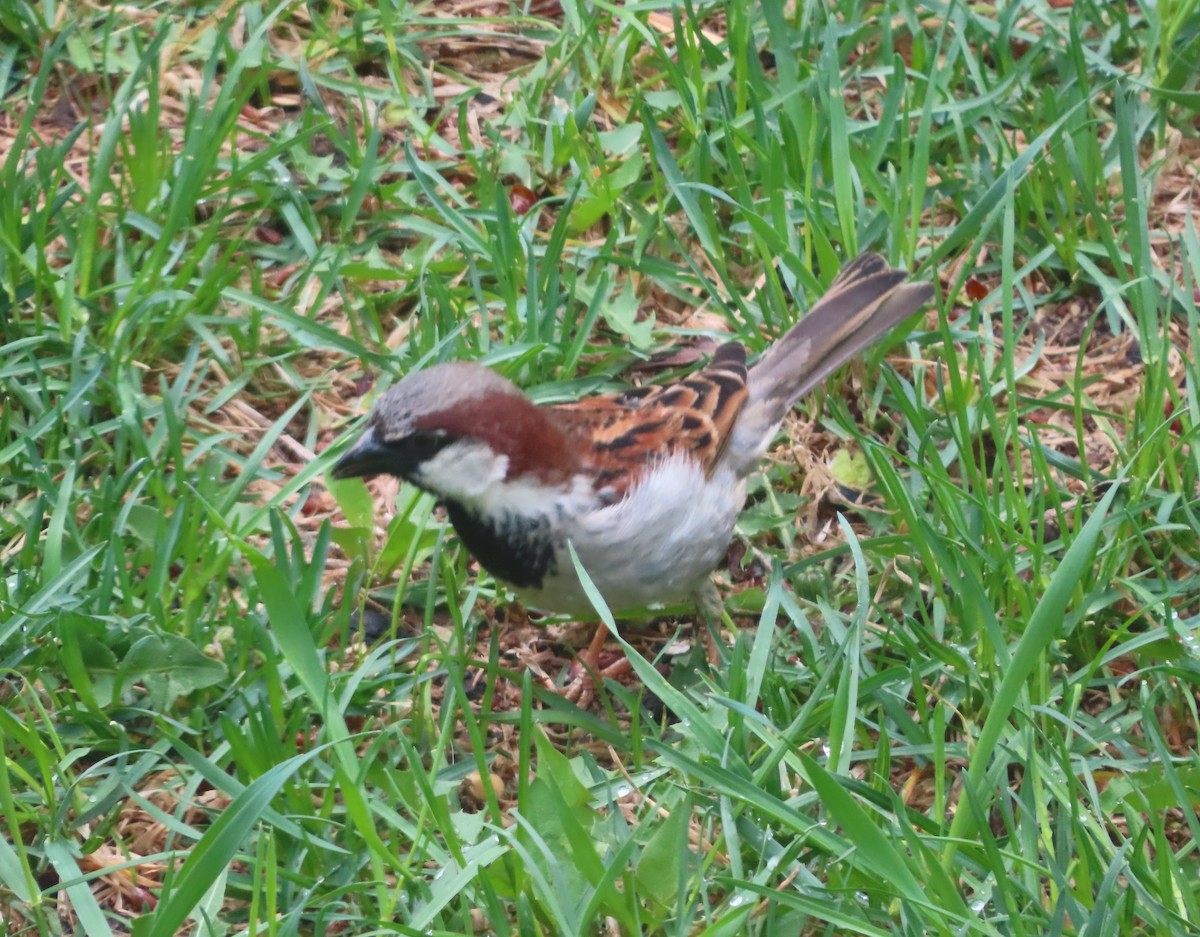 House Sparrow - ML620053496