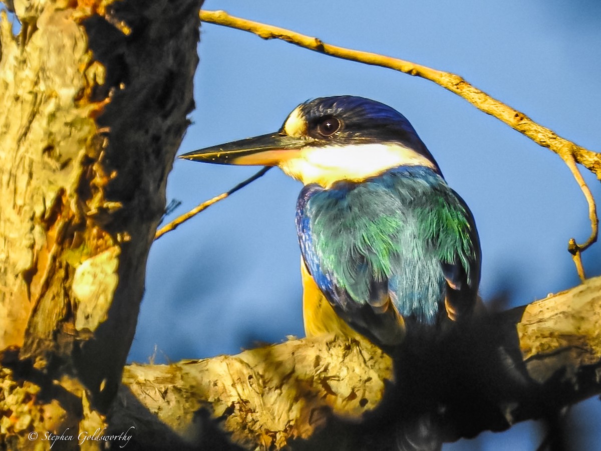 Forest Kingfisher - ML620053507