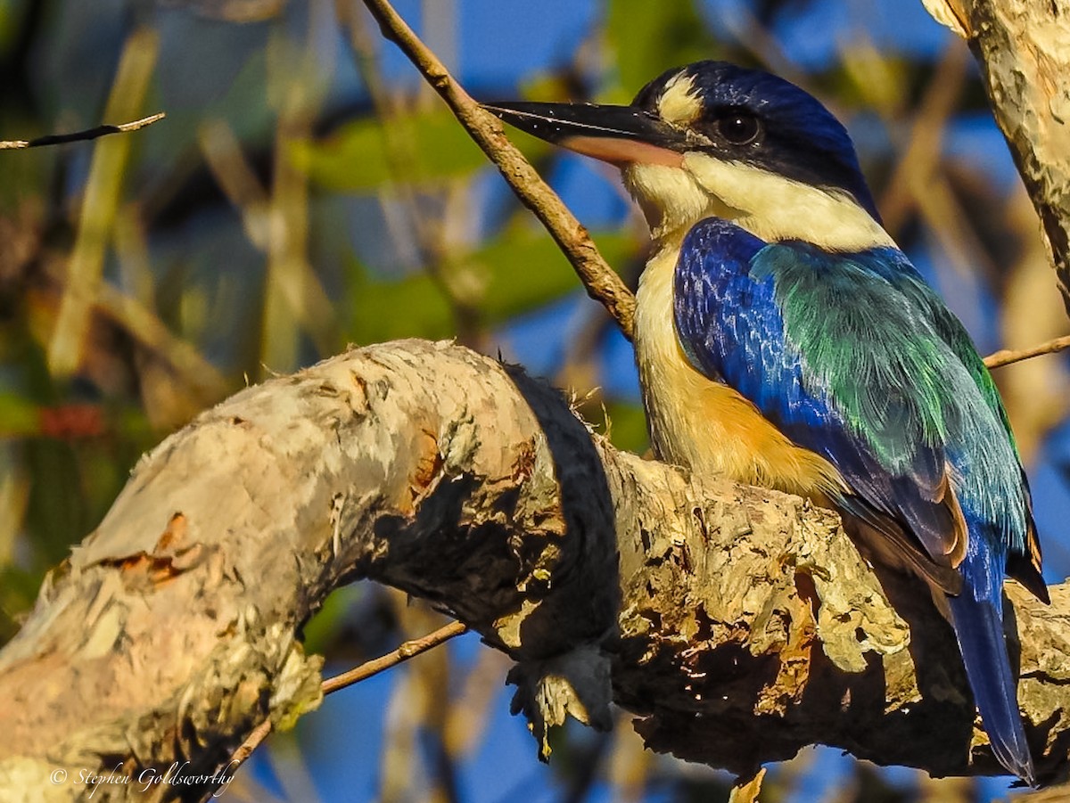 Forest Kingfisher - ML620053509