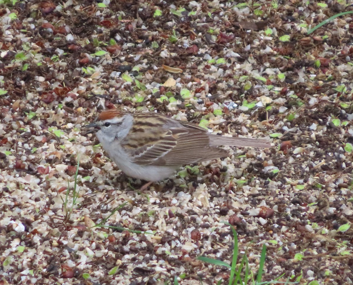 Chipping Sparrow - ML620053535