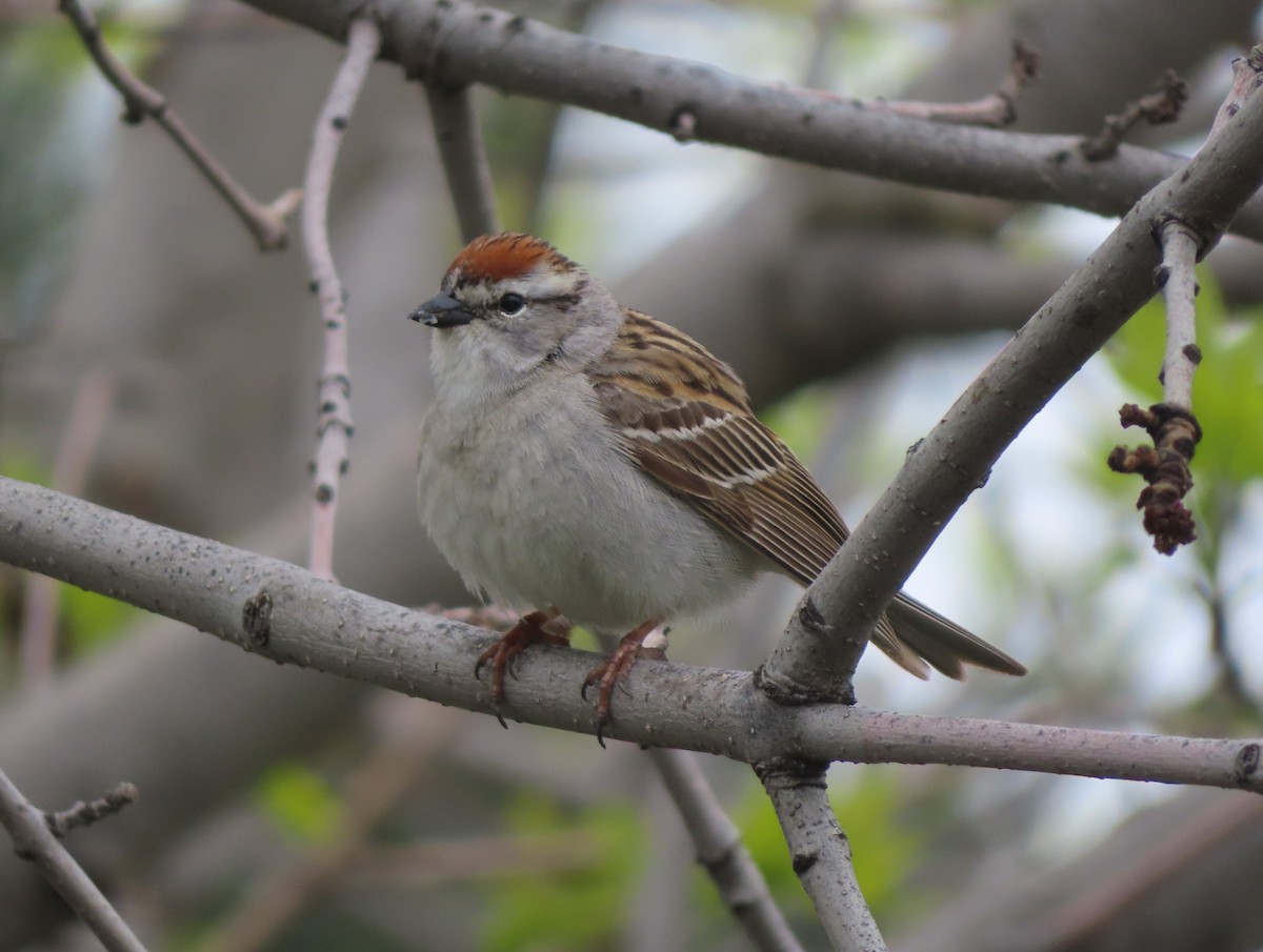 Chipping Sparrow - ML620053538
