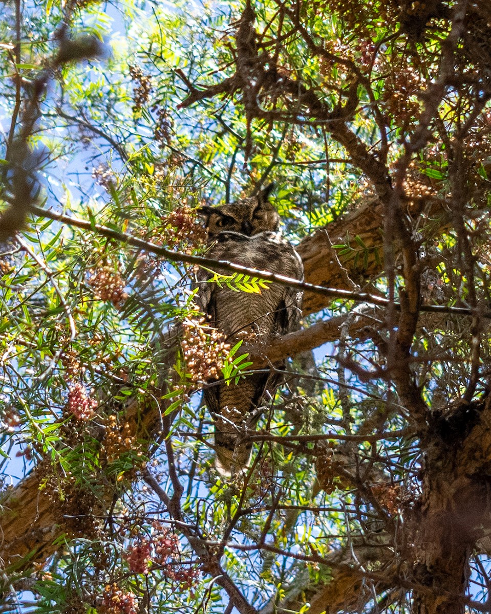 Lesser Horned Owl - ML620053539