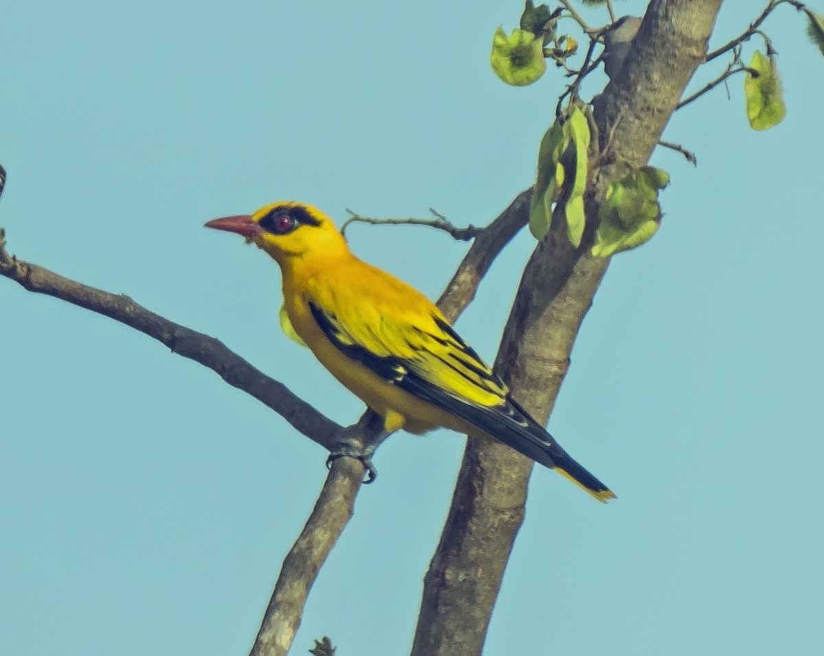 African Golden Oriole - ML620053543