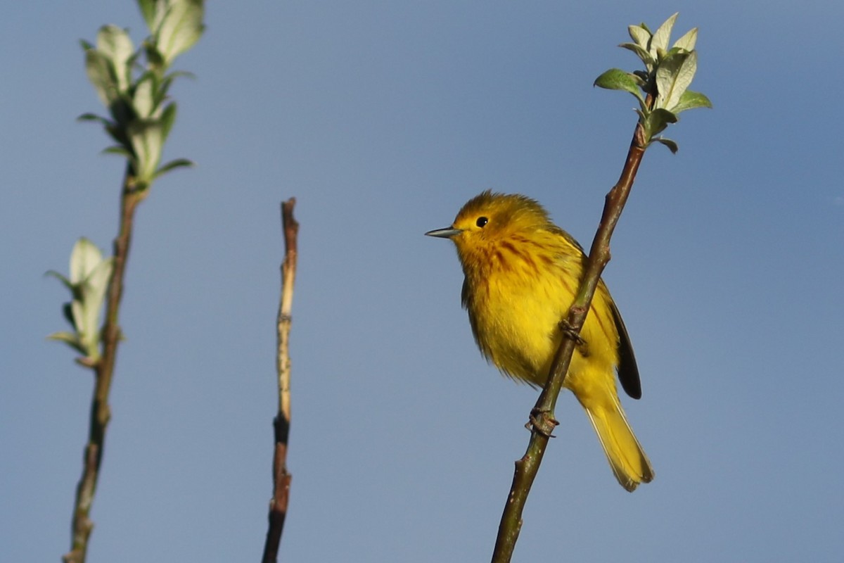 Yellow Warbler - Irene Crosland