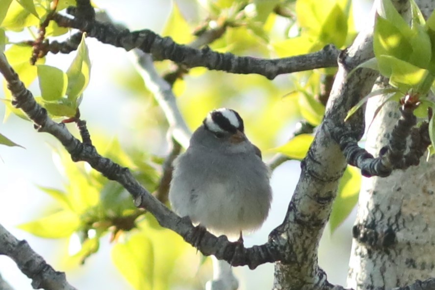 White-crowned Sparrow - ML620053562