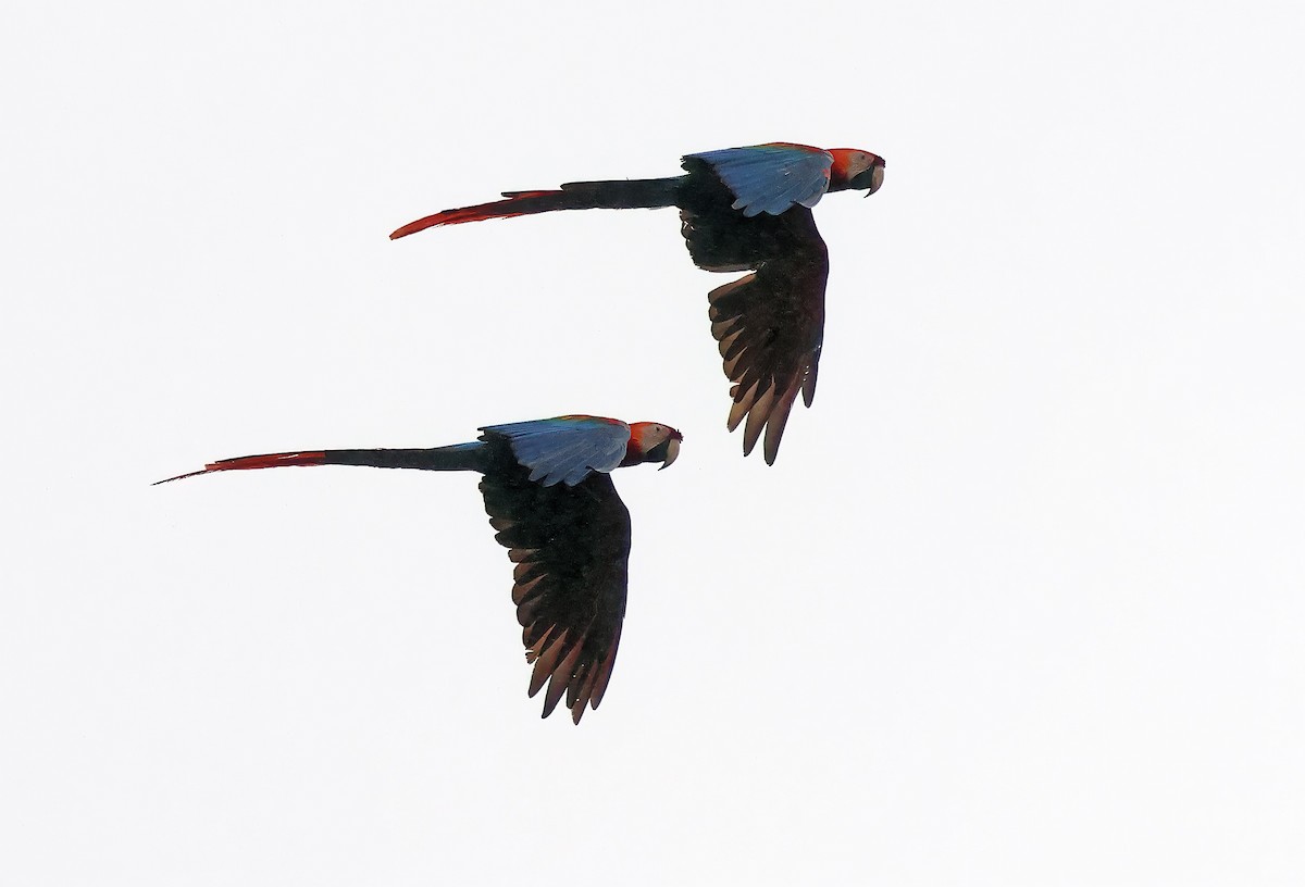 Scarlet Macaw - ML620053564