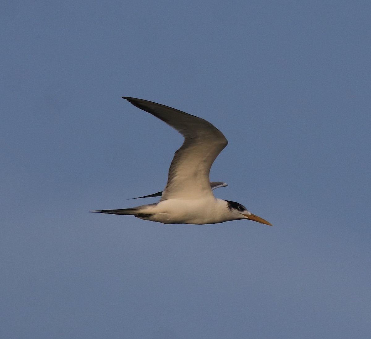 Great Crested Tern - ML620053577
