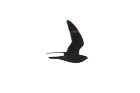 Common Nighthawk - ML620053578