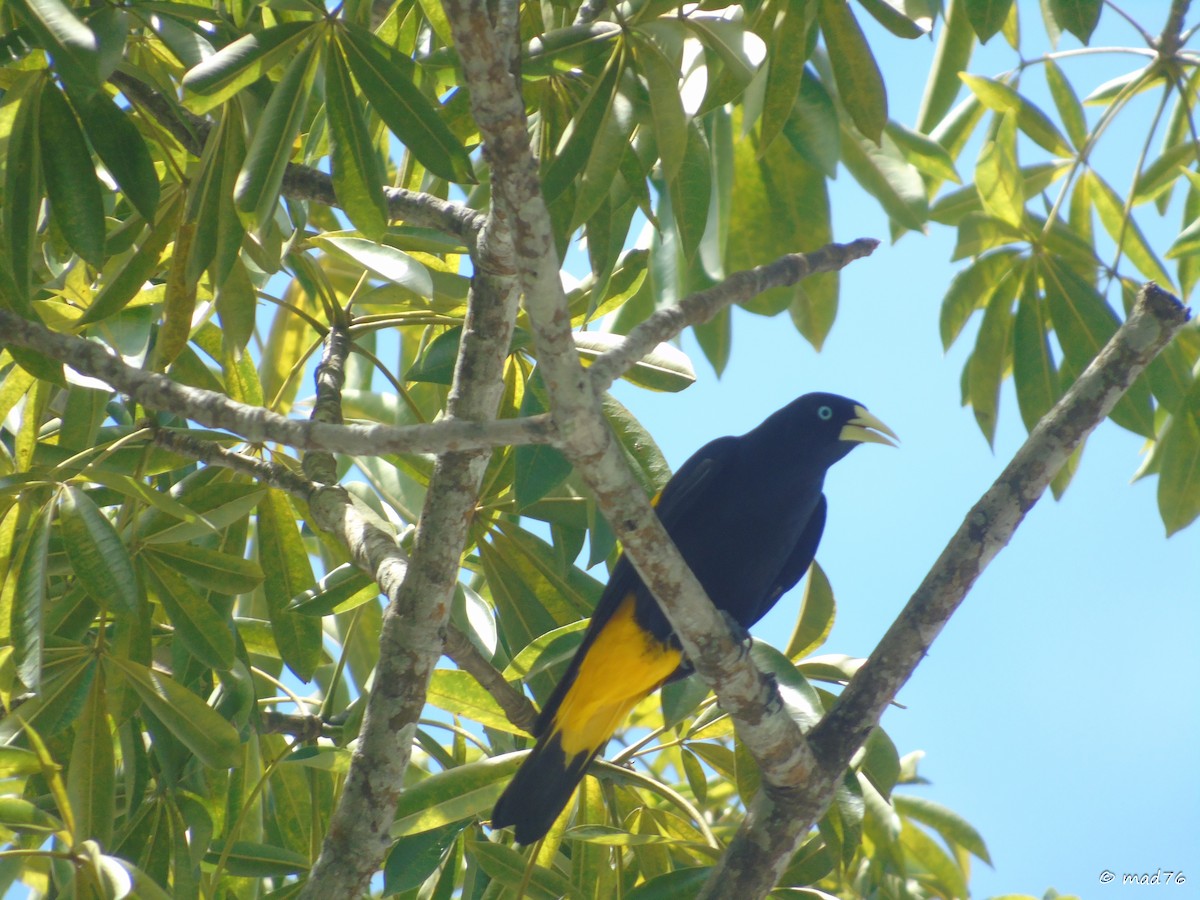 Yellow-rumped Cacique - ML620053581