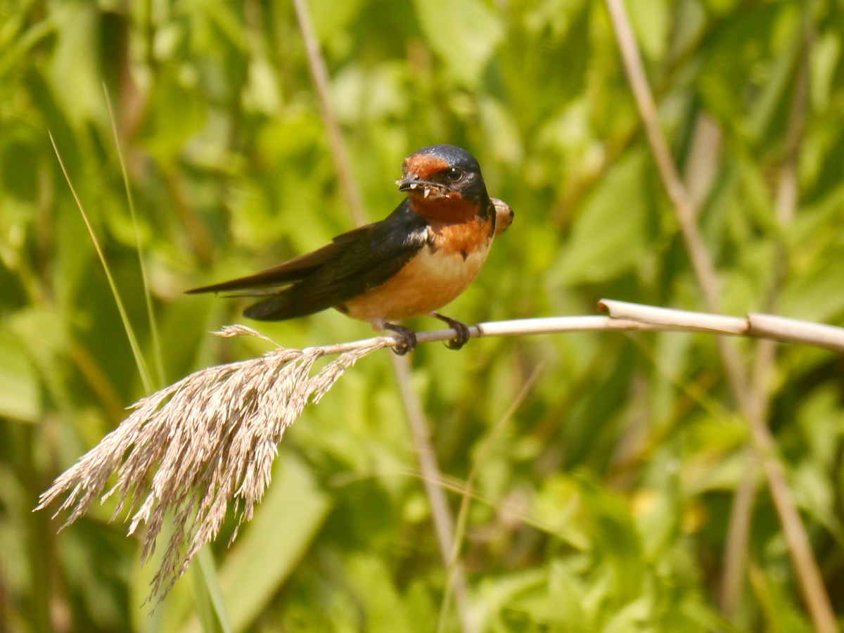 Barn Swallow - ML620053586