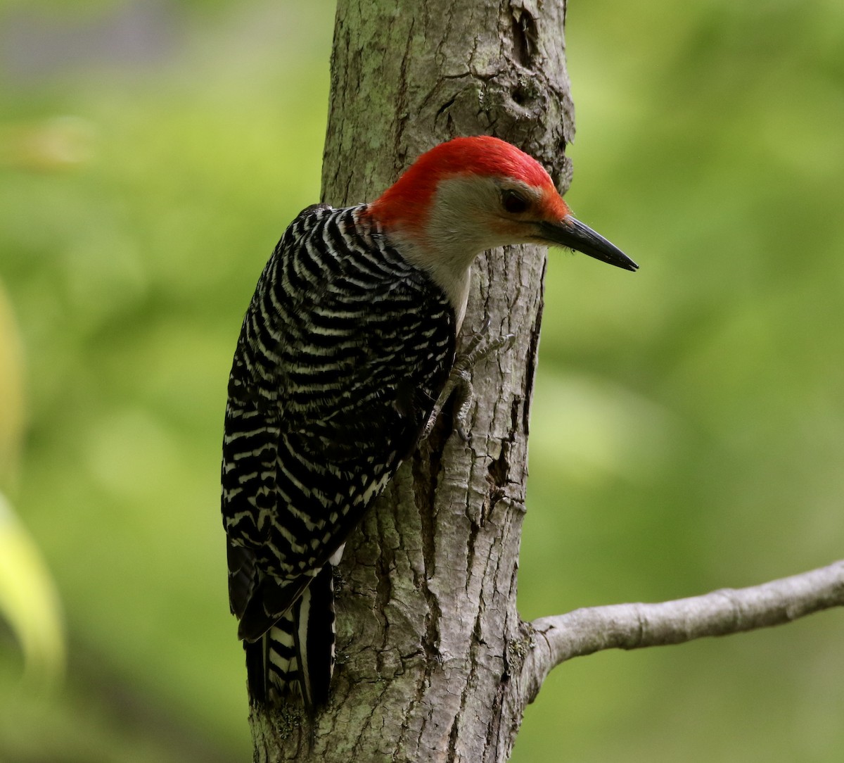Red-bellied Woodpecker - ML620053590