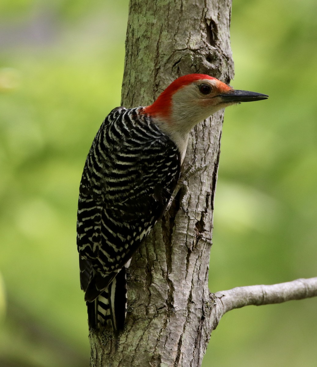 Red-bellied Woodpecker - ML620053591