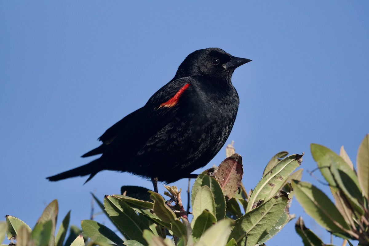 Red-winged Blackbird (California Bicolored) - ML620053594