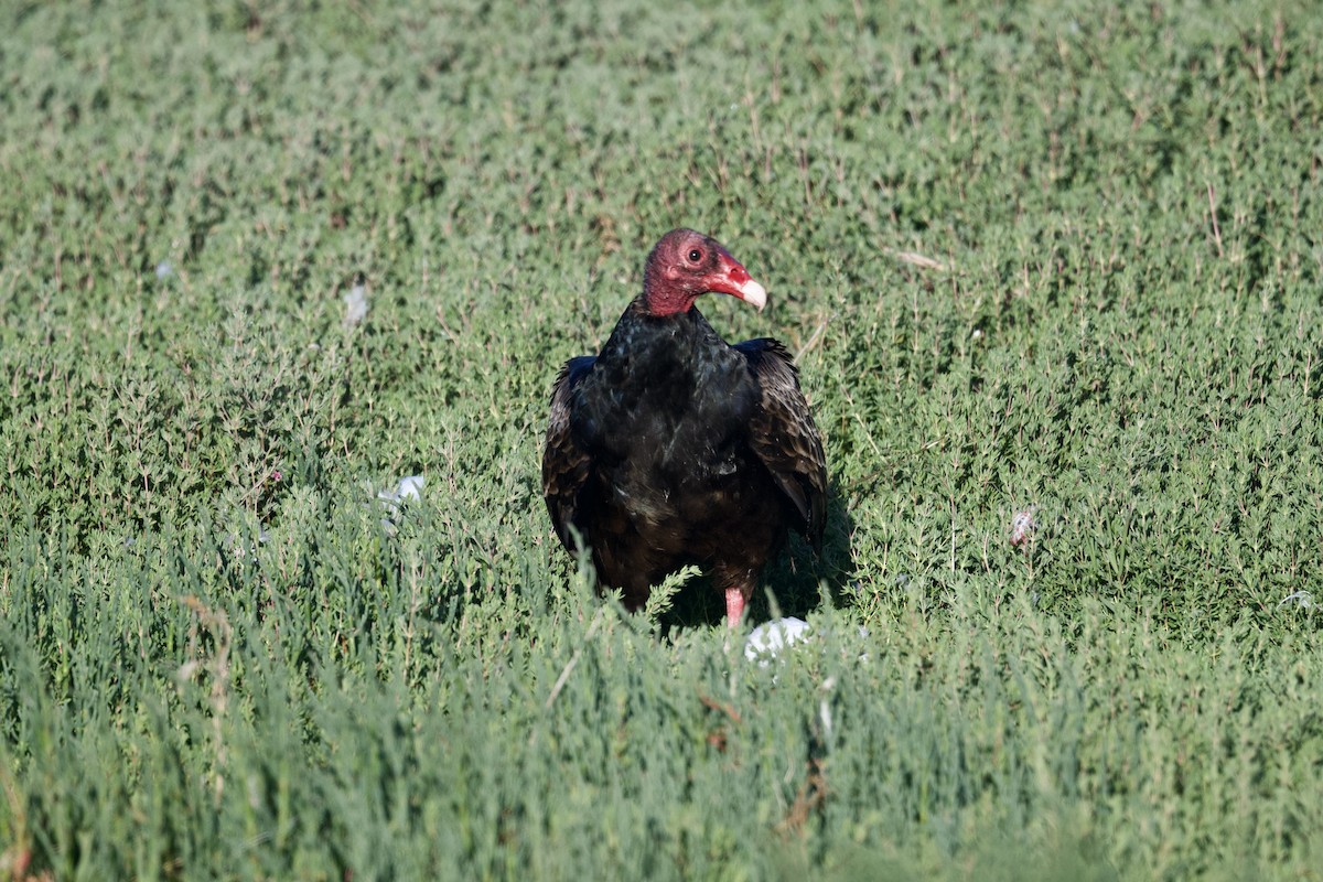 Turkey Vulture - ML620053597