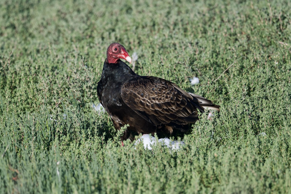 Turkey Vulture - ML620053598