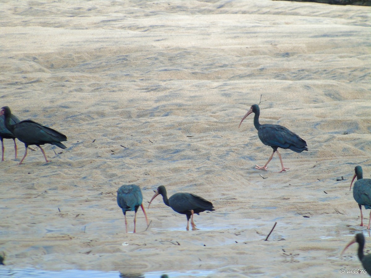 ibis tmavý - ML620053620