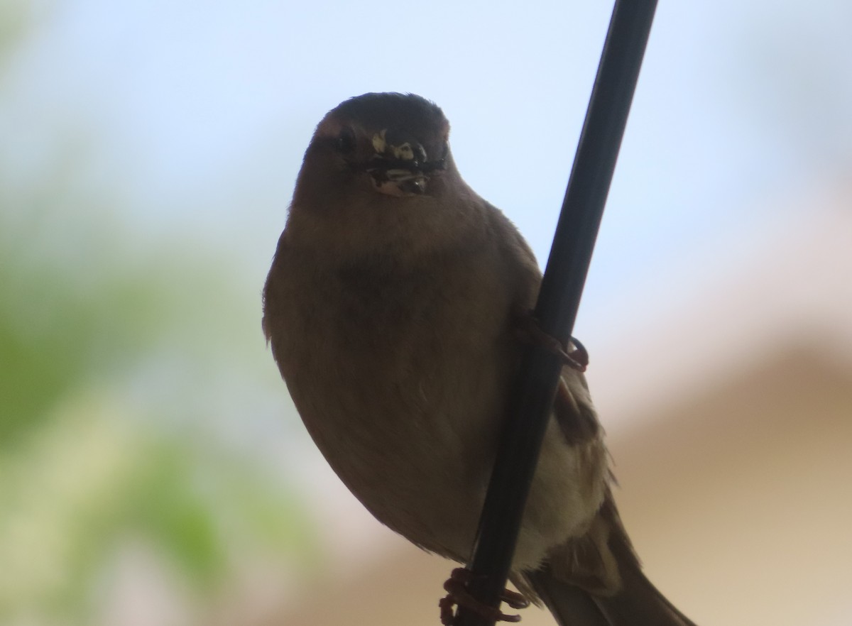 House Sparrow - ML620053621