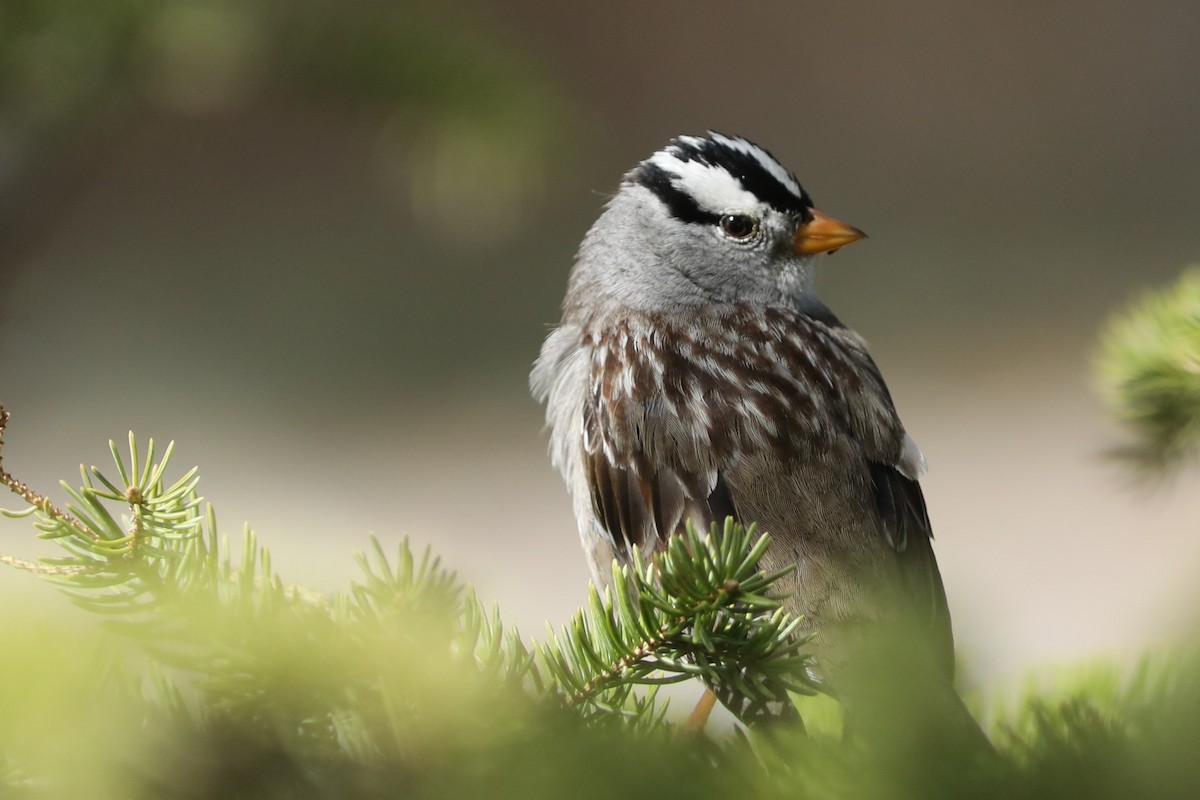 White-crowned Sparrow - ML620053629