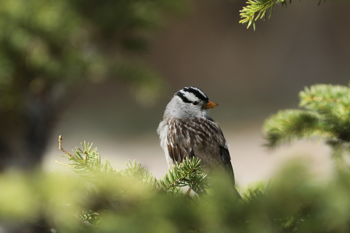 White-crowned Sparrow - ML620053630