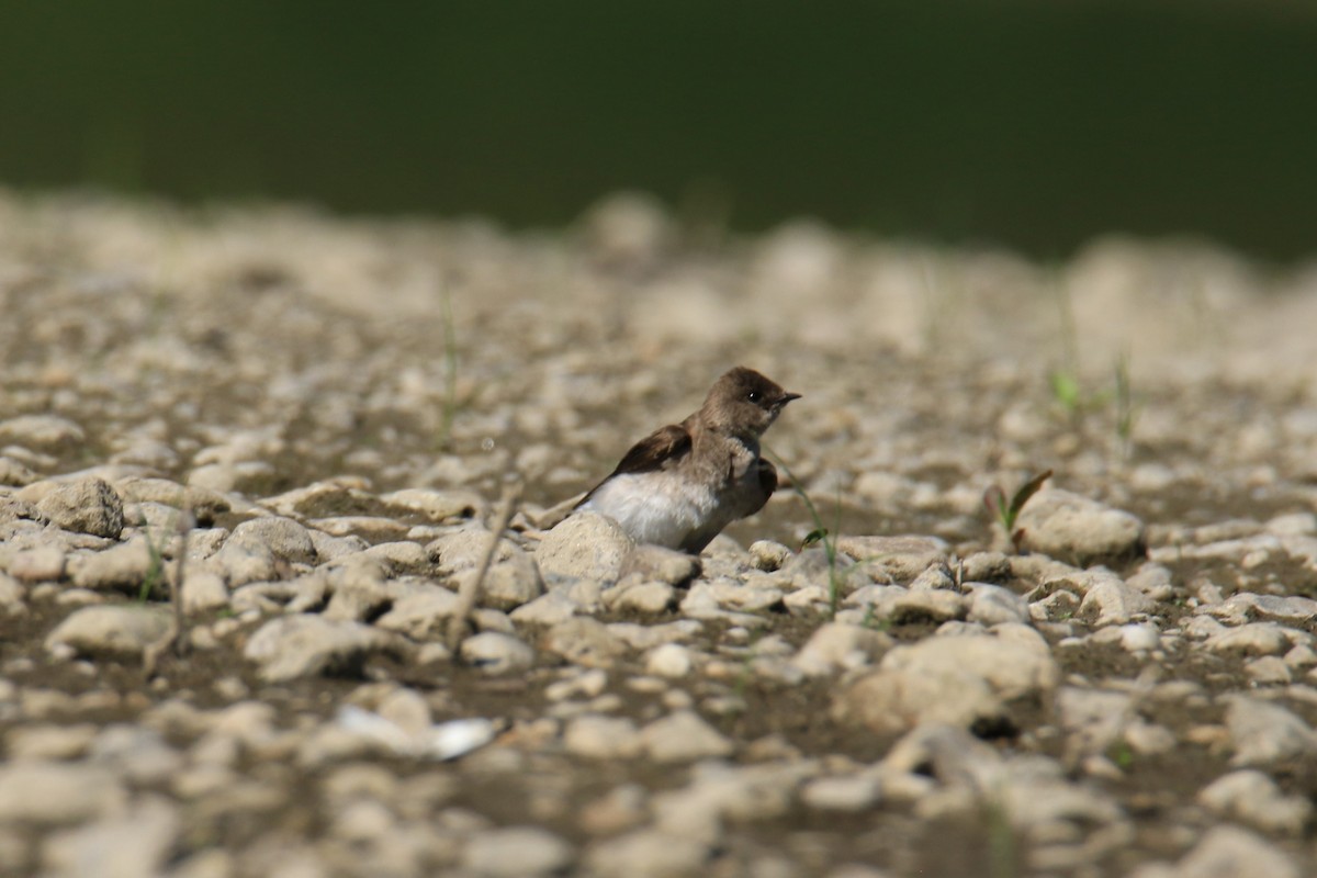 Northern Rough-winged Swallow - ML620053634