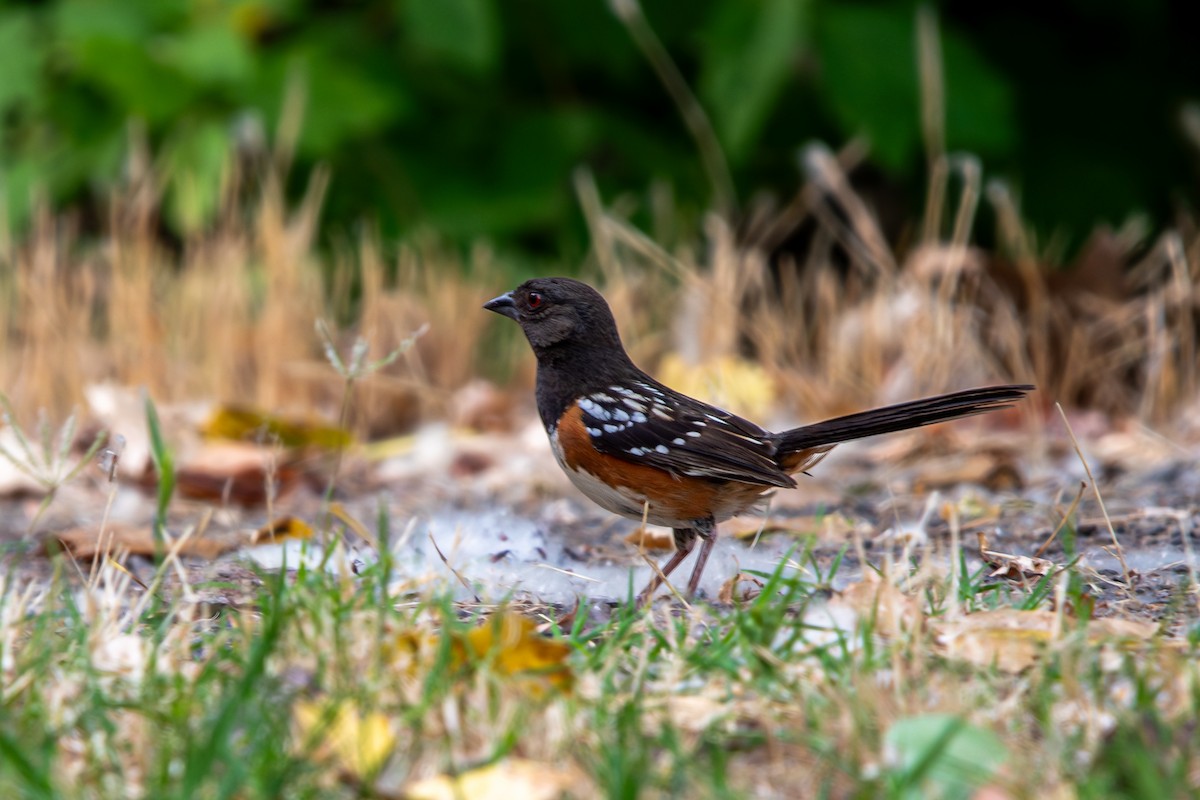 Spotted Towhee - ML620053640