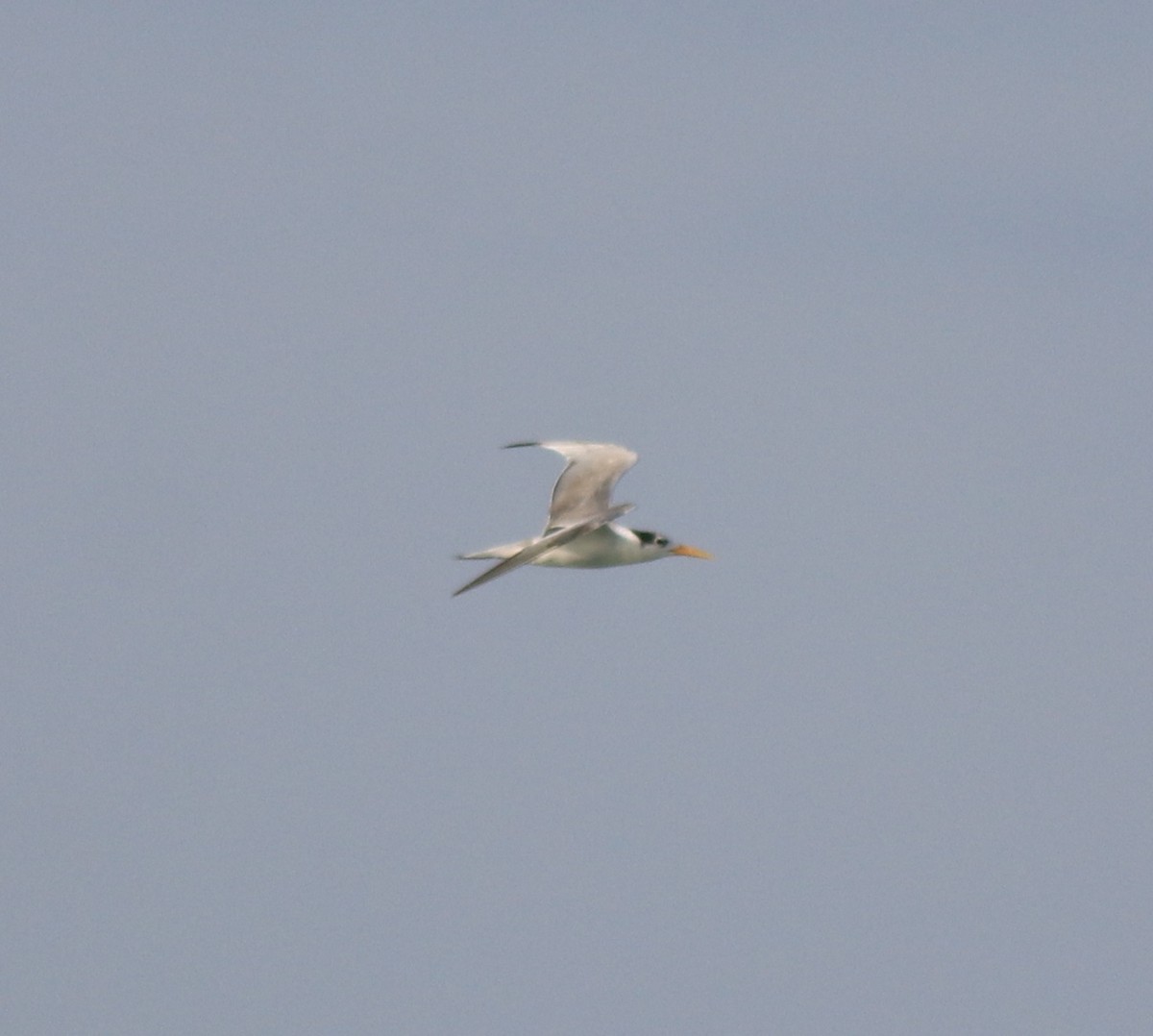 Lesser Crested Tern - ML620053655