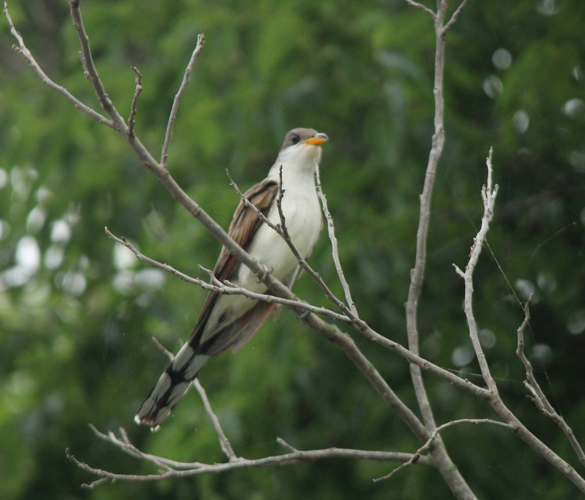 Yellow-billed Cuckoo - ML620053662