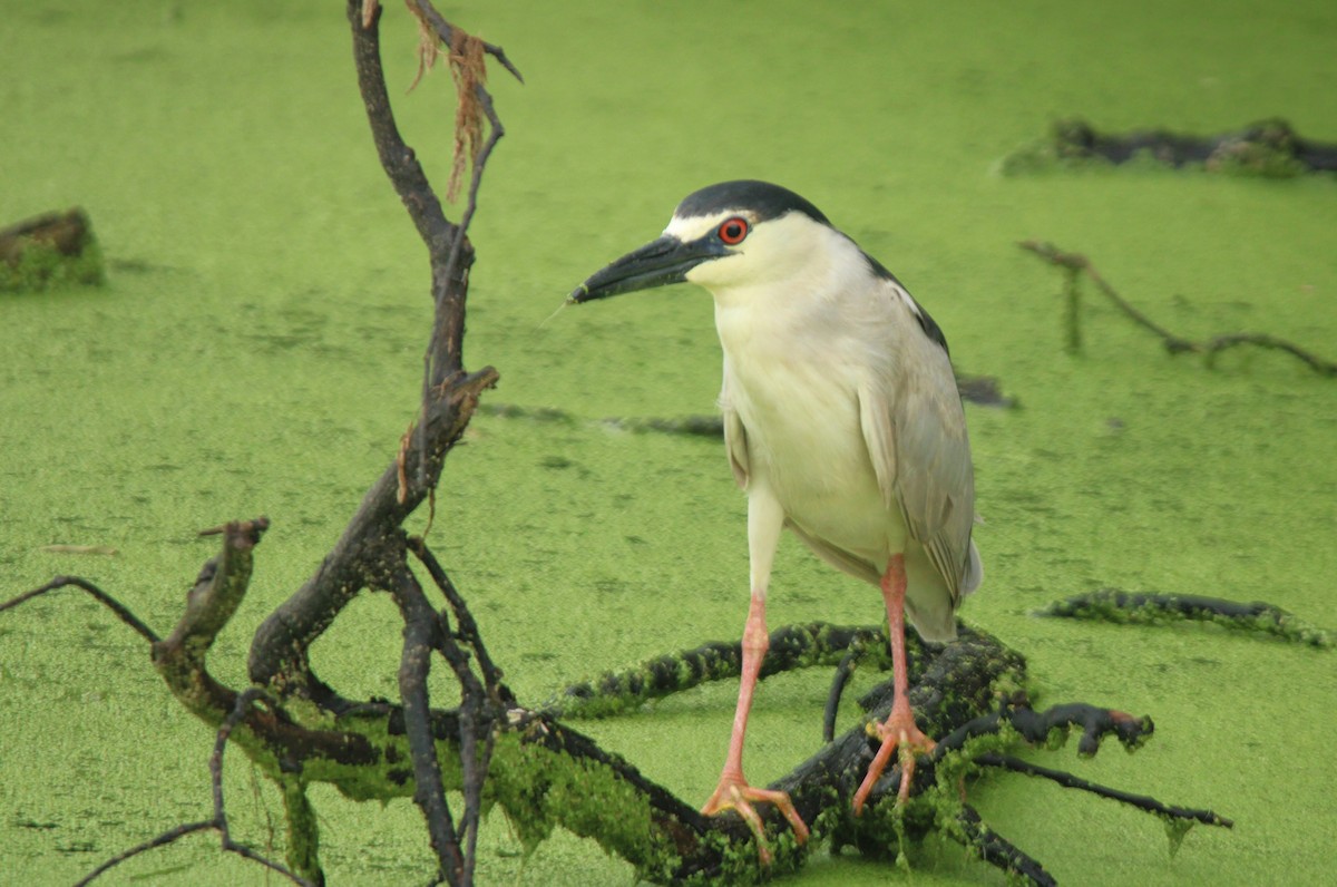 Black-crowned Night Heron - ML620053664