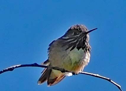 Calliope Hummingbird - ML620053684